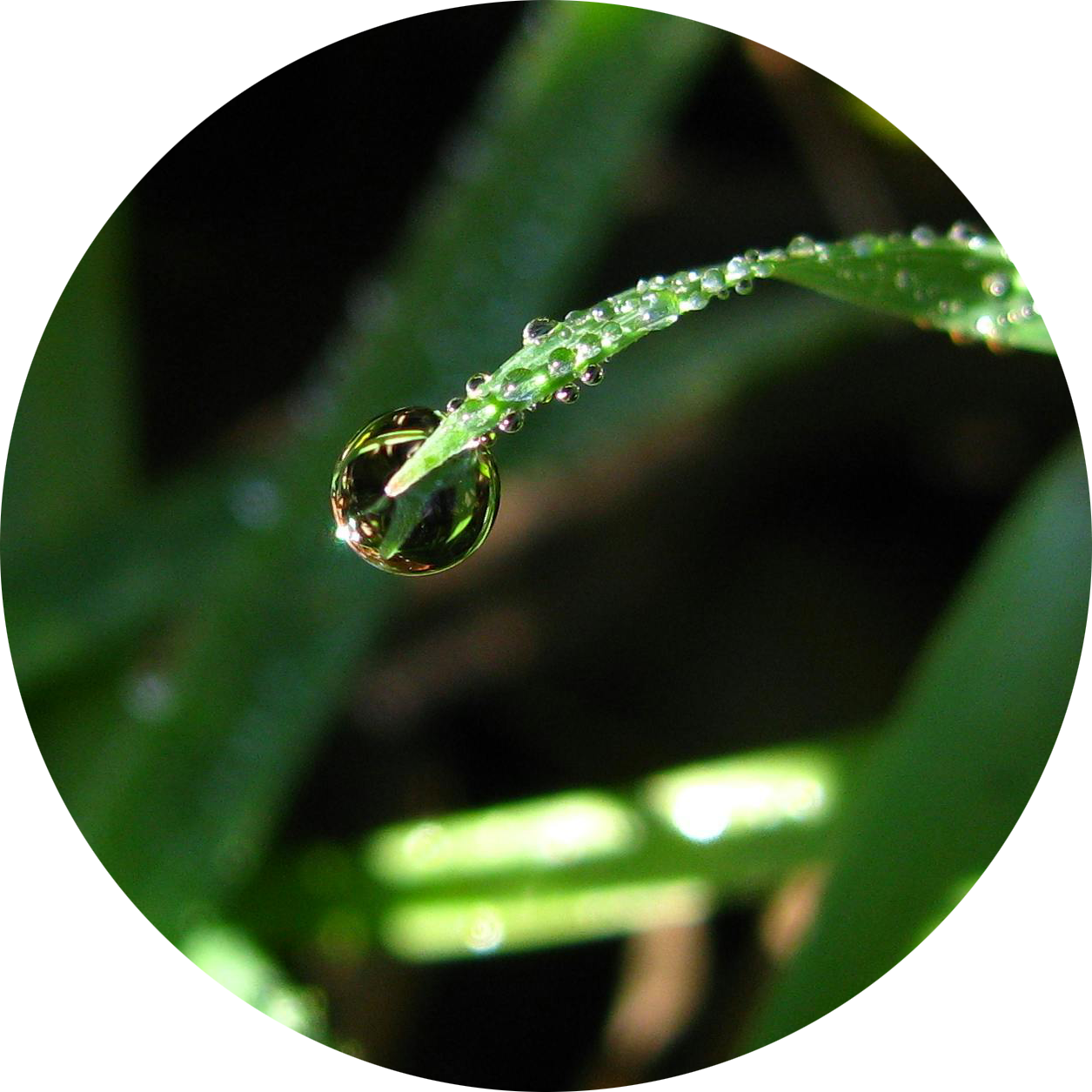Goutte d'eau sur une jolie feuille verte à la rosée du matin