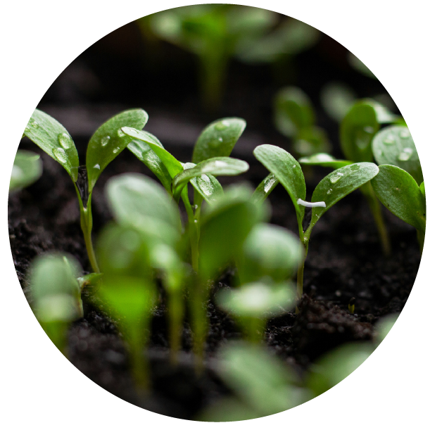 jeunes pousses après un arrosage optimal