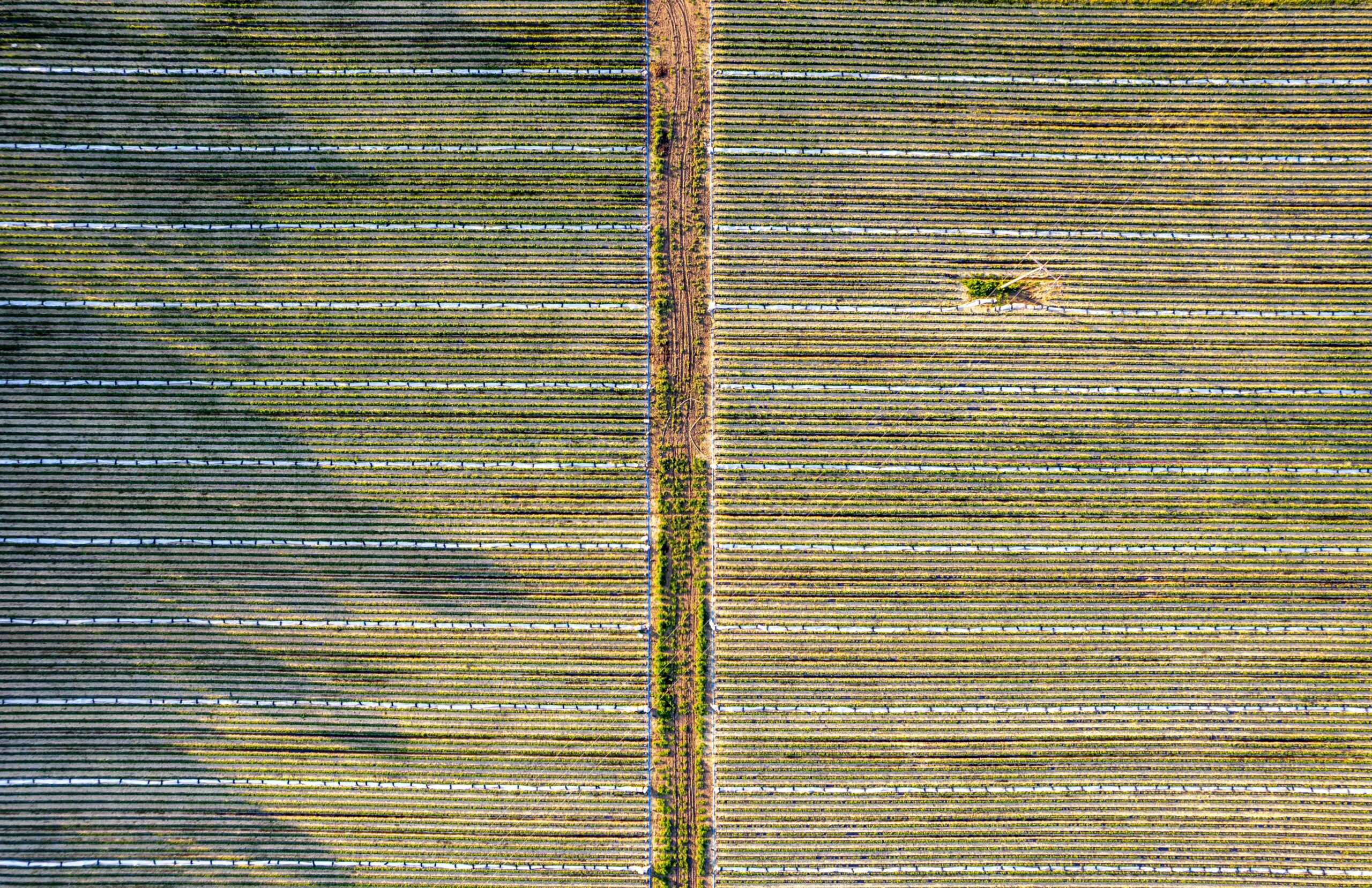 chemin à travers les champs